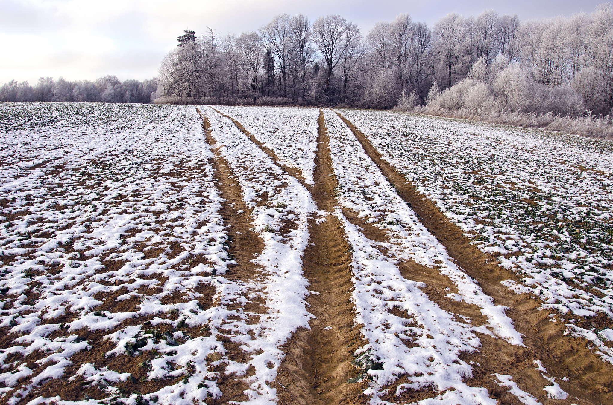 Over 159 million hectares of winter wheat had been harvested by Sunday accounting for 75 percent of the total growing areas according to the Ministry of Agriculture and Rural Affairs 这个句子的谓语动词是