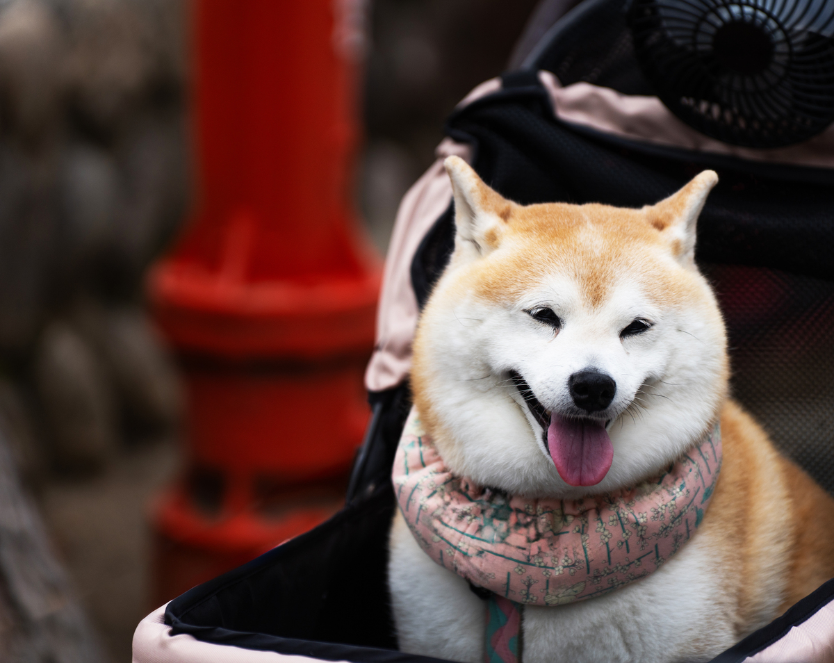 出售可爱小豆柴，易于饲养，成为您忠实伴侣