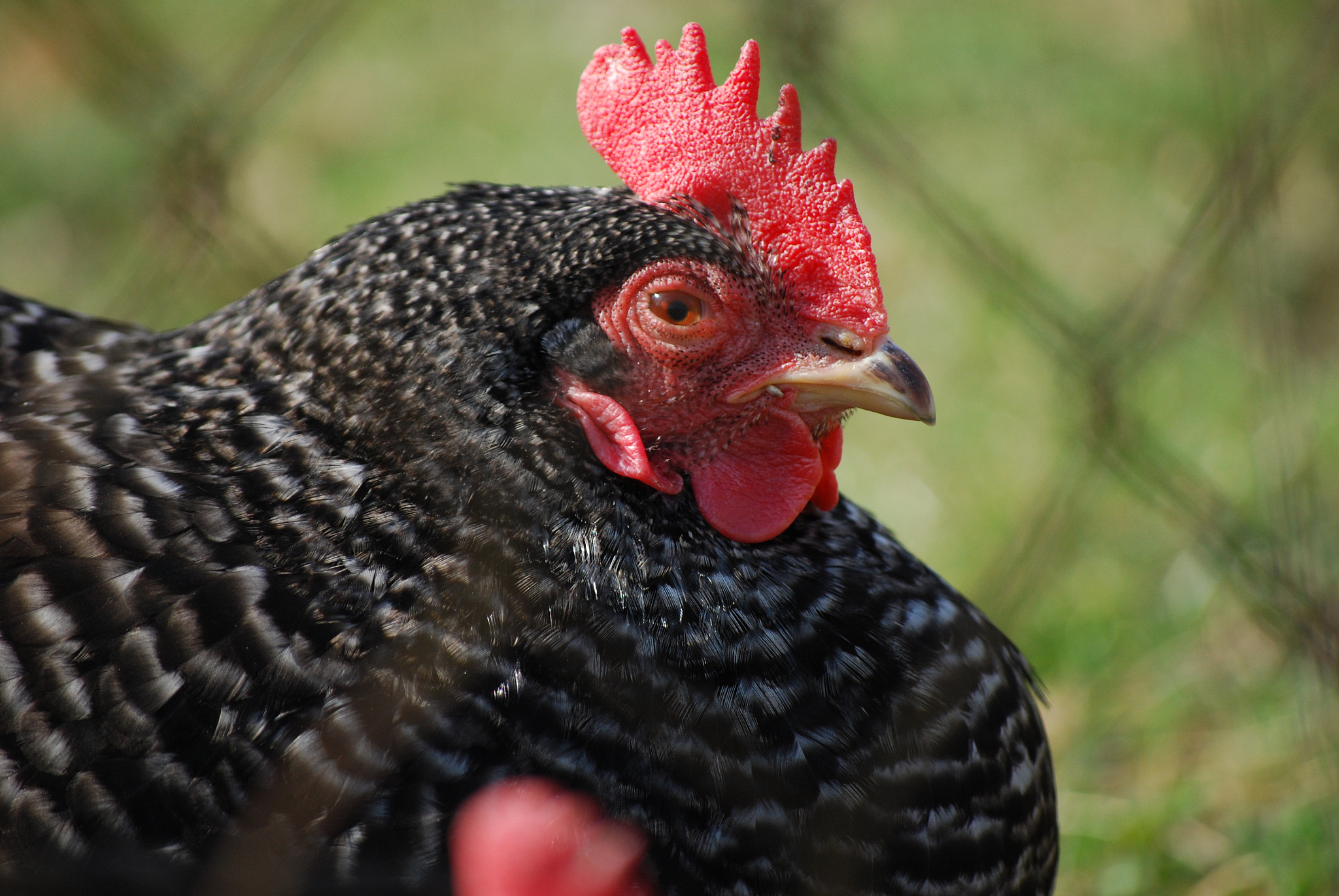 chicken