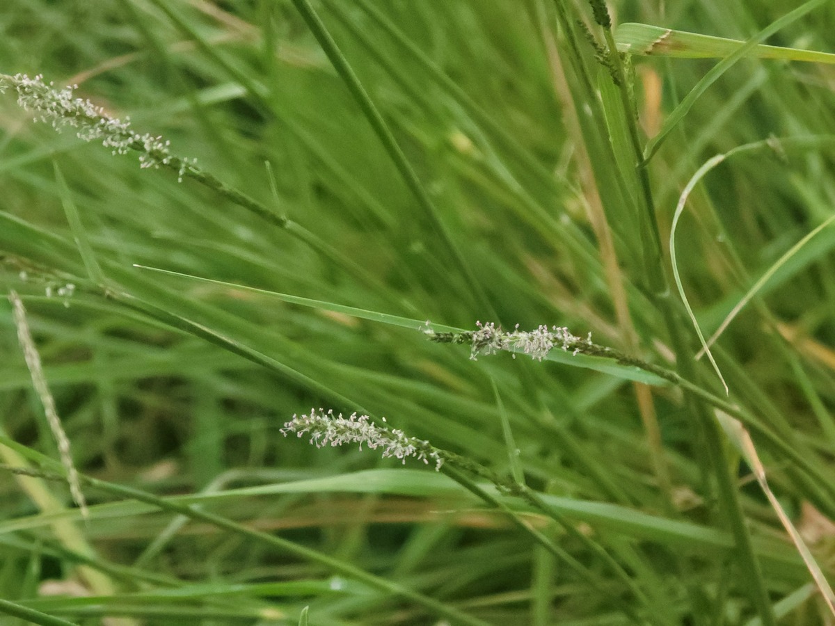 柳枝稷拉丁学名 - Salix babylonica