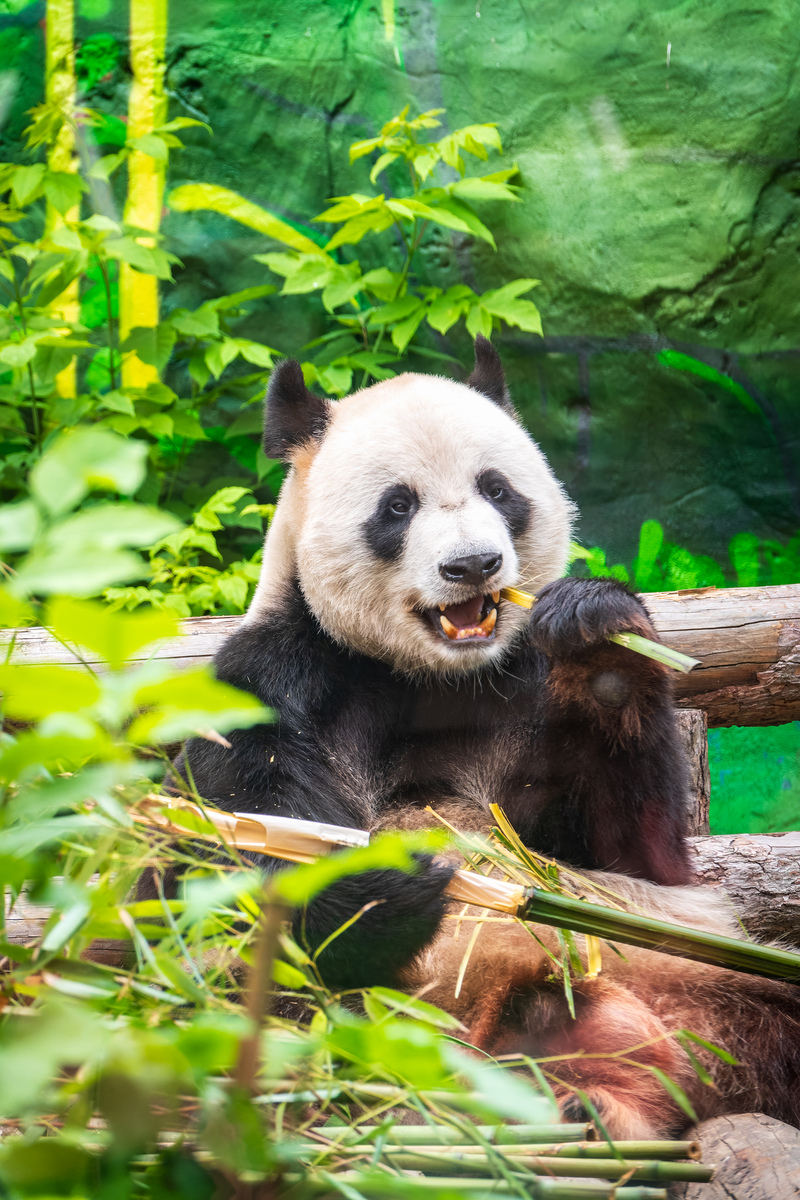 已孩子视角和口吻写一段欢迎YY大熊猫回到祖国的话