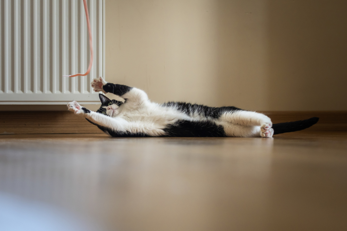 猫咪为何在抱球时使用脚蹬？揭秘猫咪的奇特行为