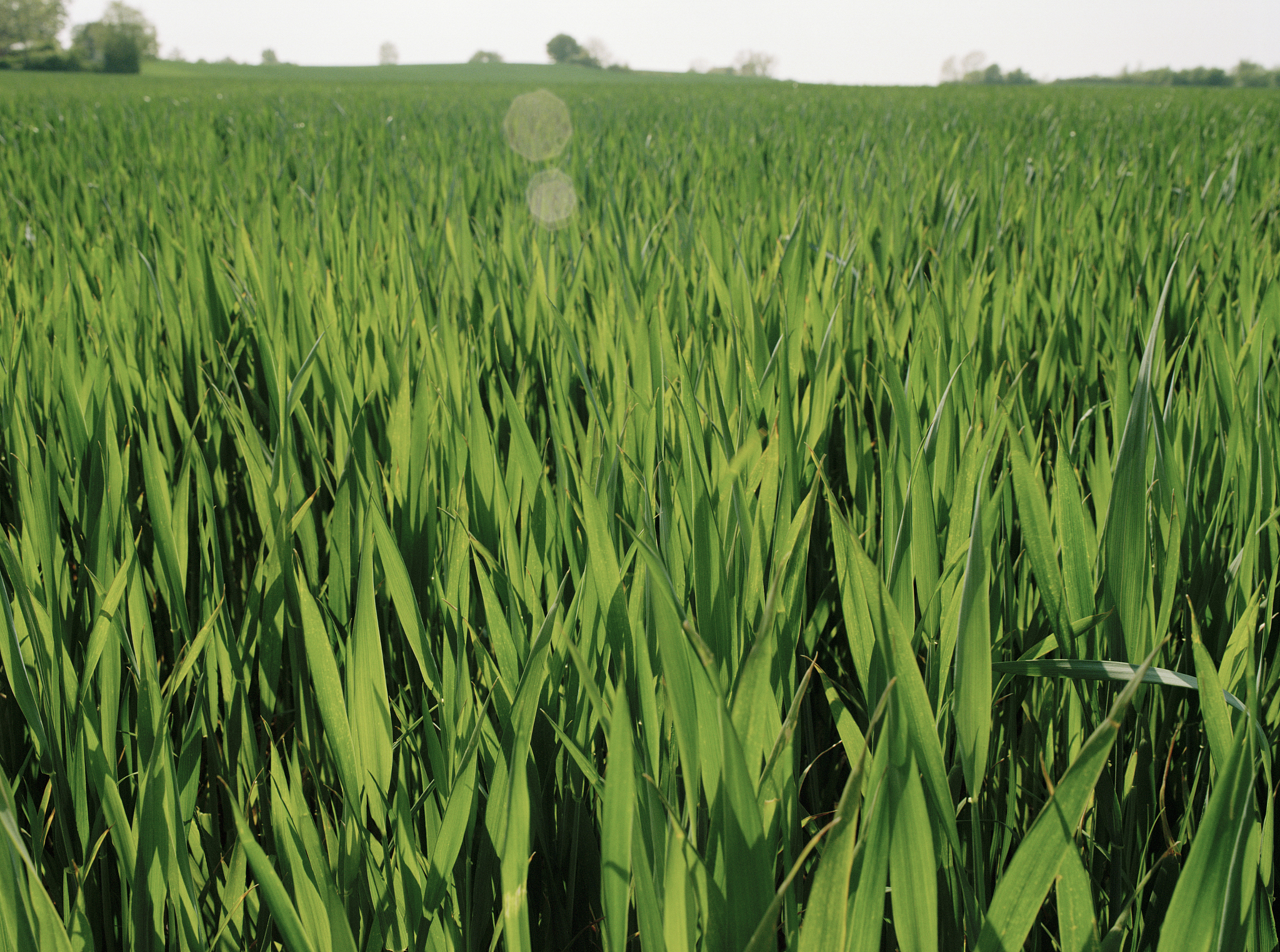 3胡刚灵璧县小麦生产中病虫害综合防治技术J现代农村科技20230639-404黄荣试论小麦种植技术及病虫害防治对策J种子科技2023411129-315牛丙芳小麦种植技术优化及病虫害防治策略分析J种子科技2023411144-466张利敏姚卫平几种药剂防治小麦赤霉病田间药效试验J安徽农学通报20232909146-1487杨志刚刘明忠尹绍忠刘俊美丙硫菌唑防治小麦赤霉病试验探究J河南农业202313