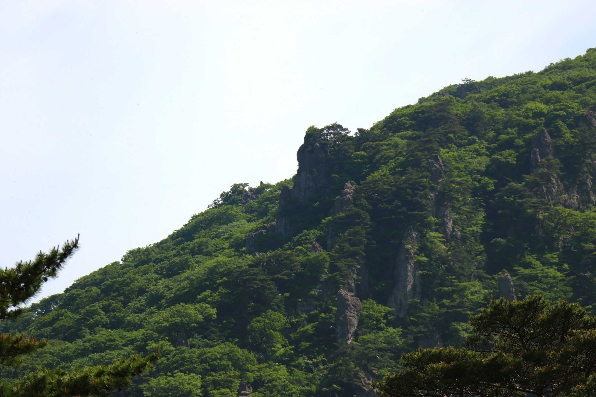 hallasan, mountain, mountain, mountain, forest, mountain, forest