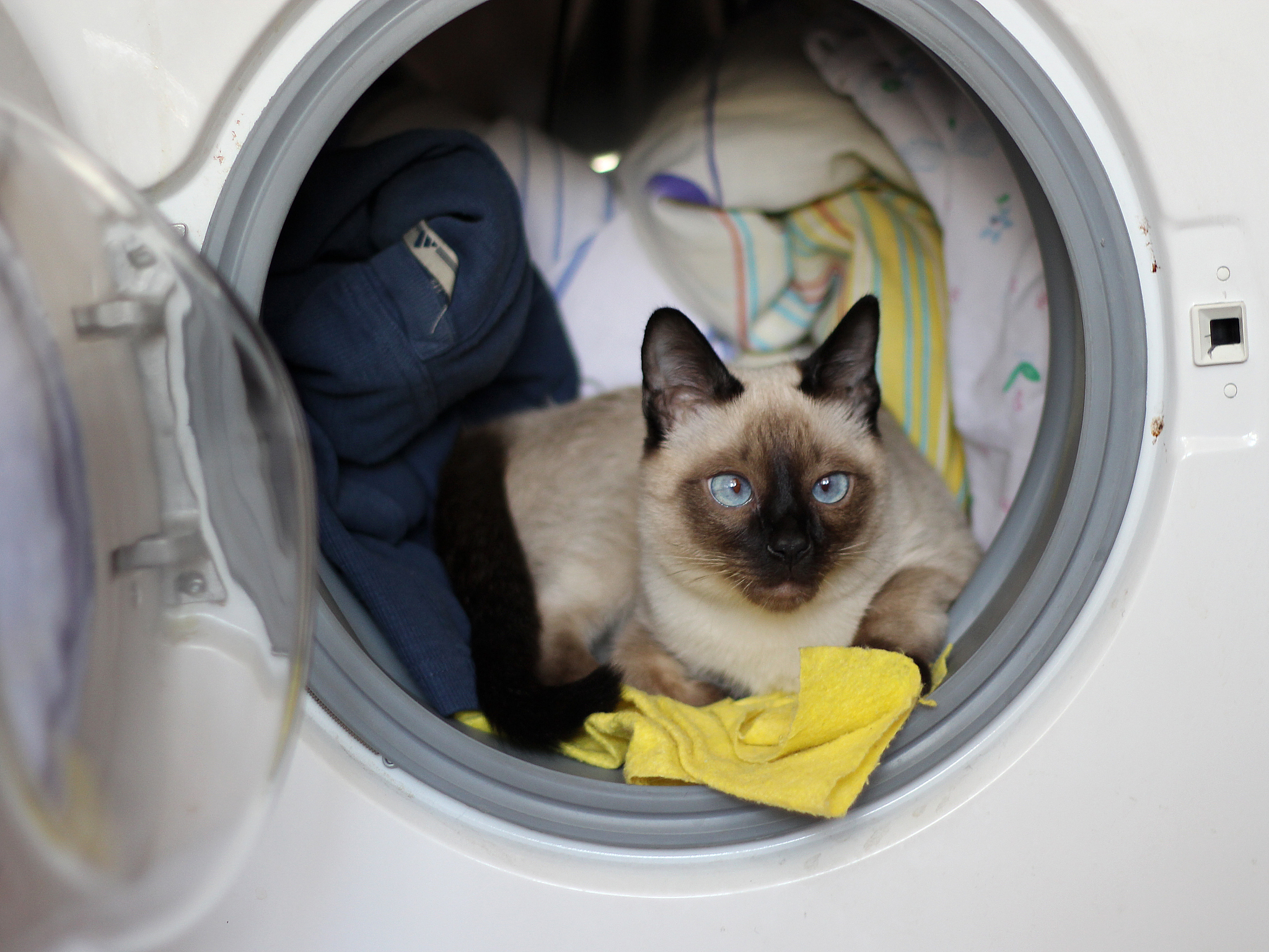 猫在滚筒洗衣机里