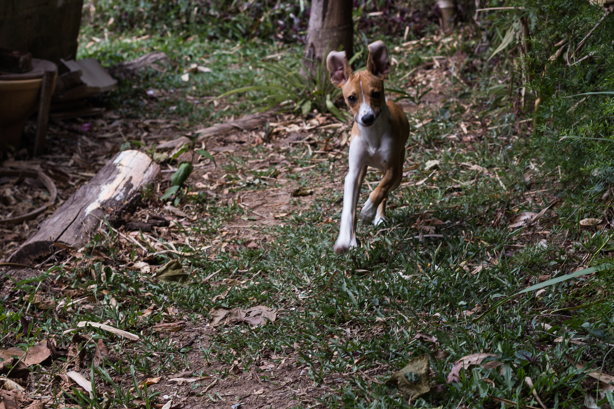 小时候被狗追100字