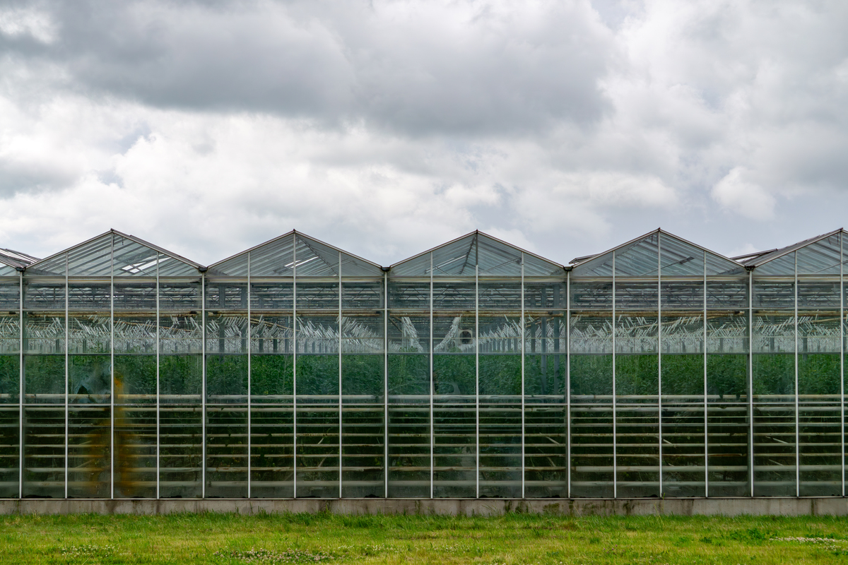 中国设施栽培面积现状及发展趋势