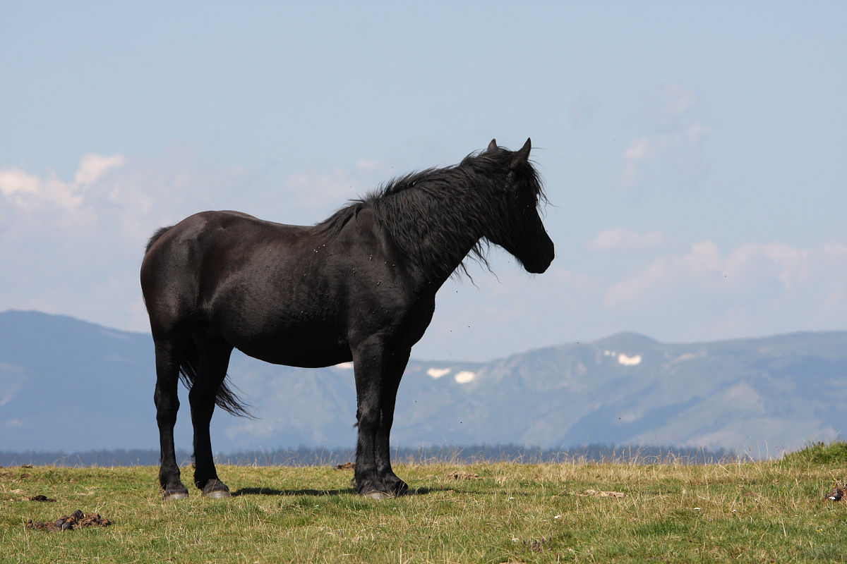 黑马事件是啥事