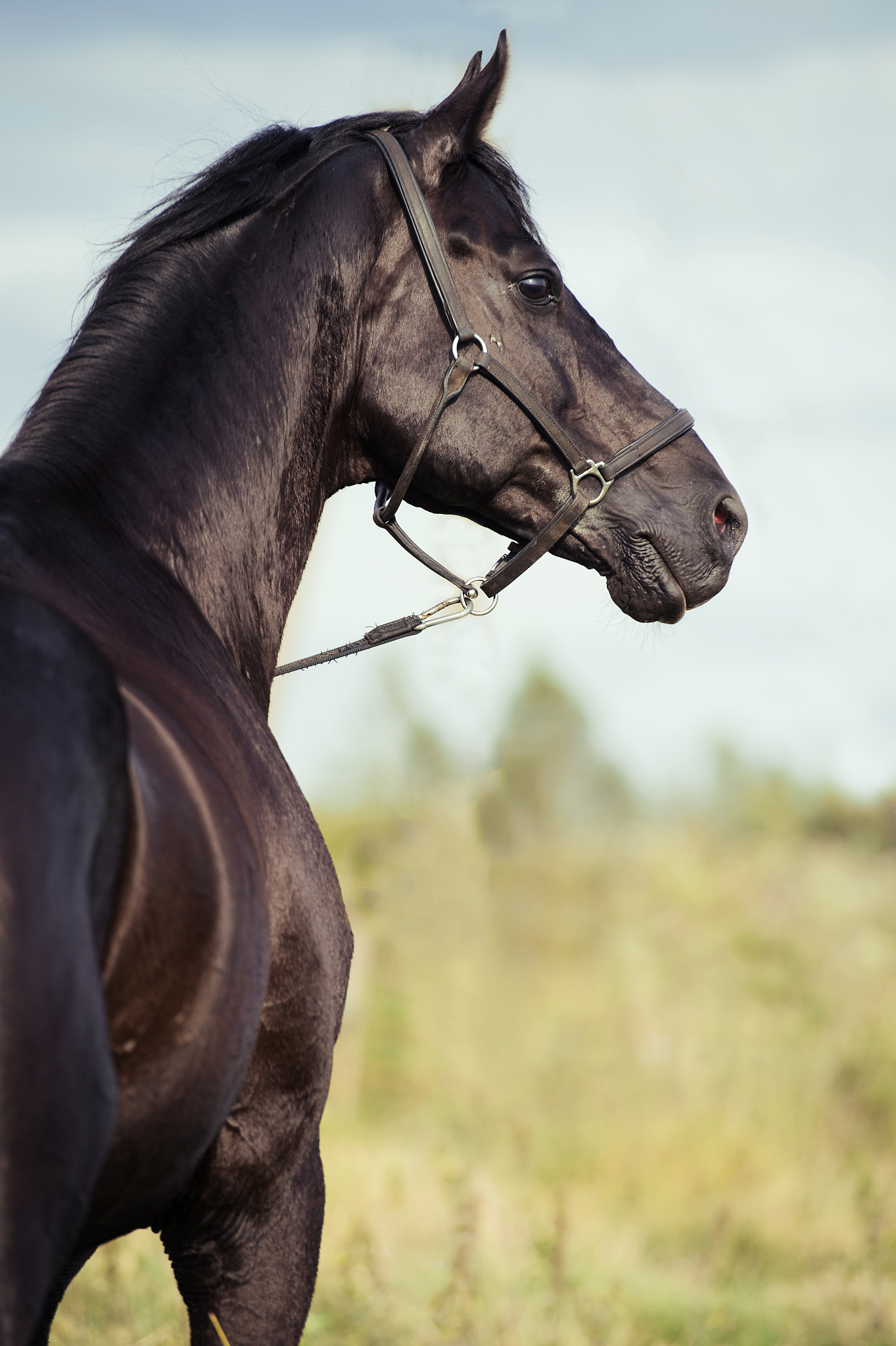 portrait of  black stallion in meadow
