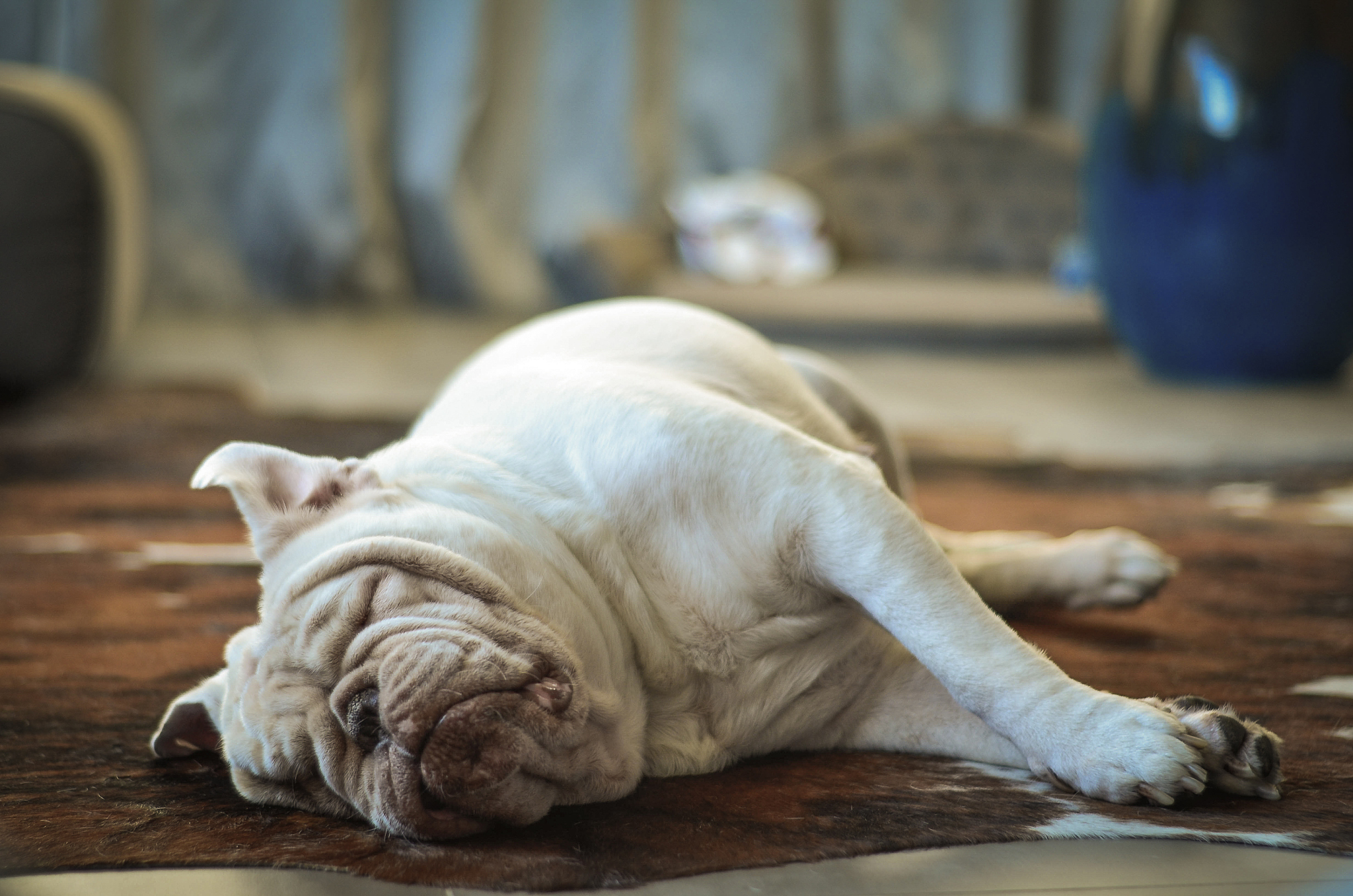 宠物犬生理特点分析