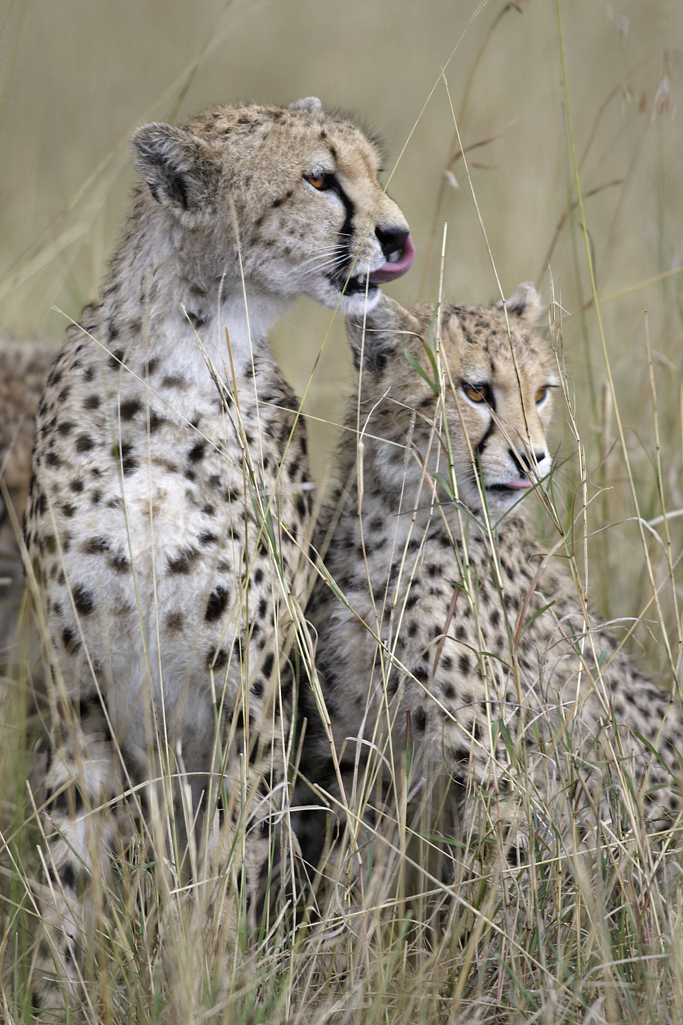 cheetah
