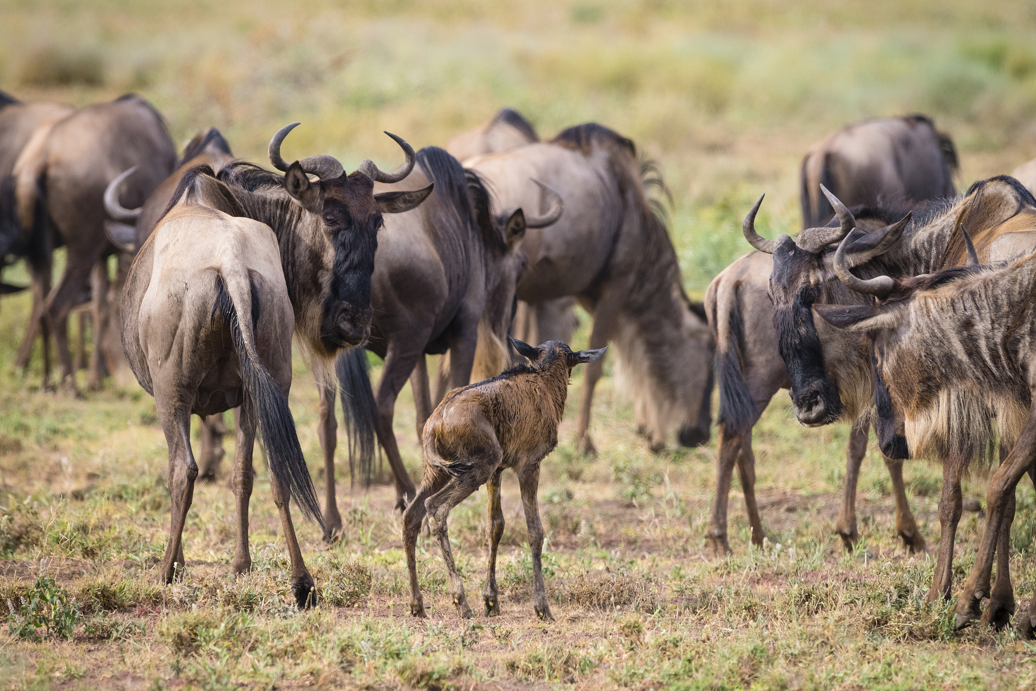 wildebeest, newborn protected by the herd,africa
