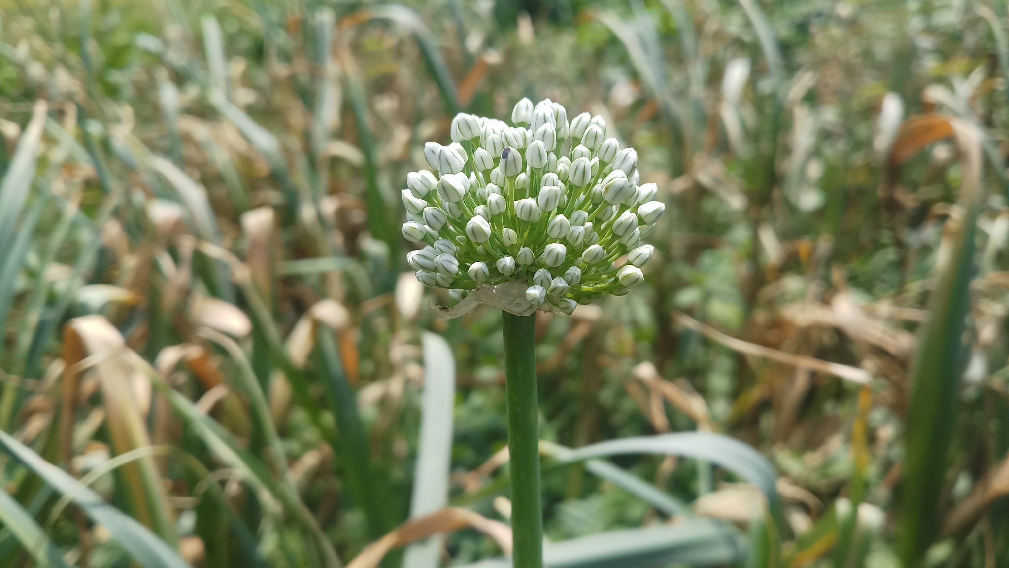may 4, 2019: onion/spring time/ background