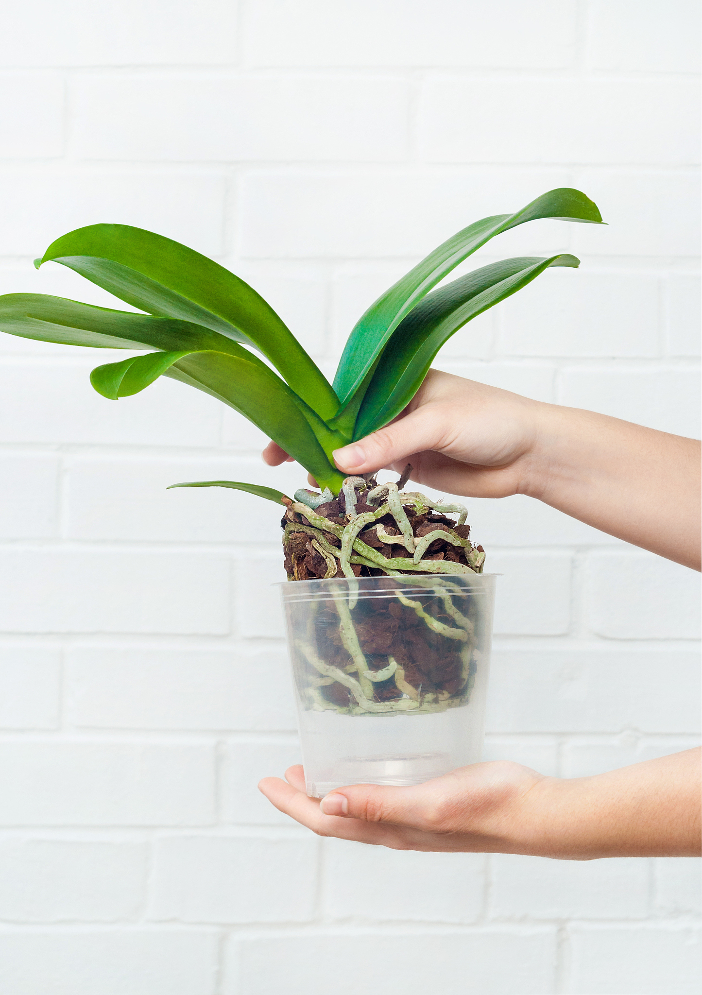 广西兰花种植产业市场分析：机遇与挑战