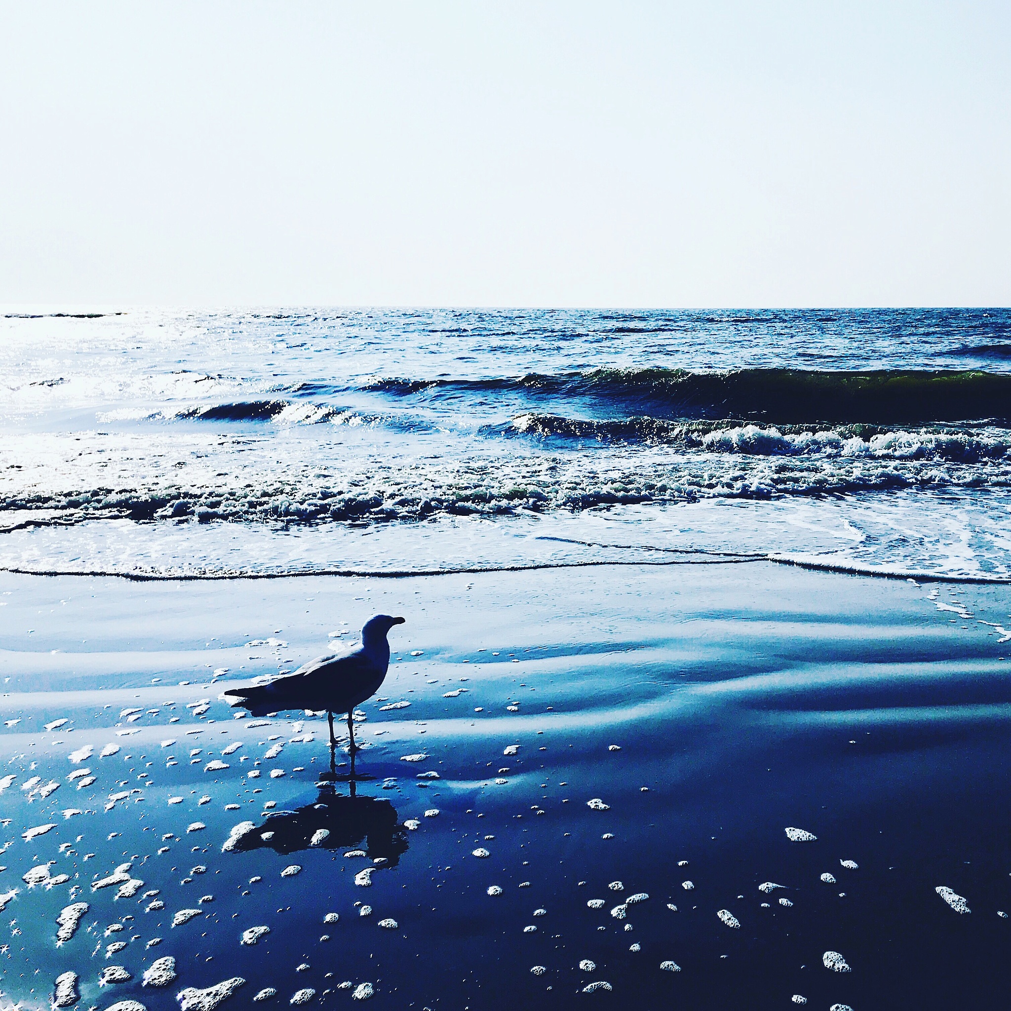 海鸟与鱼的爱情：一场美丽的意外