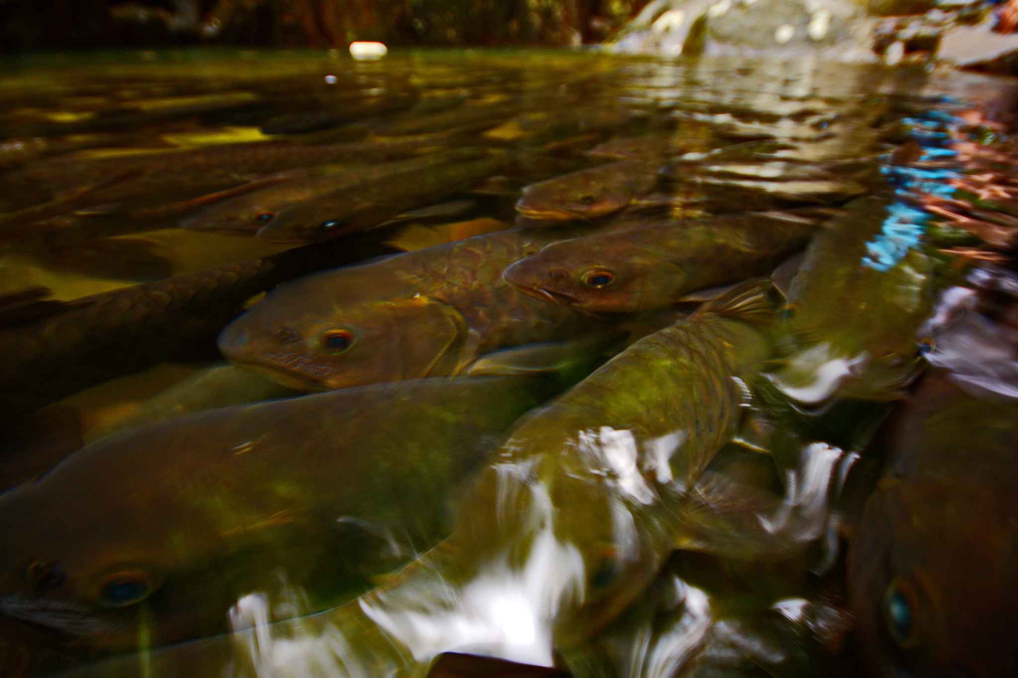给英雄联盟里玩暮光之眼的玩家取个有意思的网名