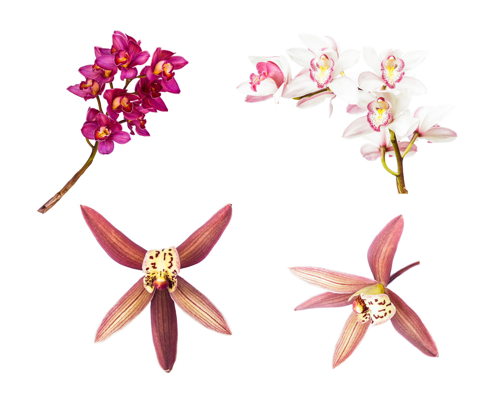 collection of cymbidium flower orchid isolated on white backgrou