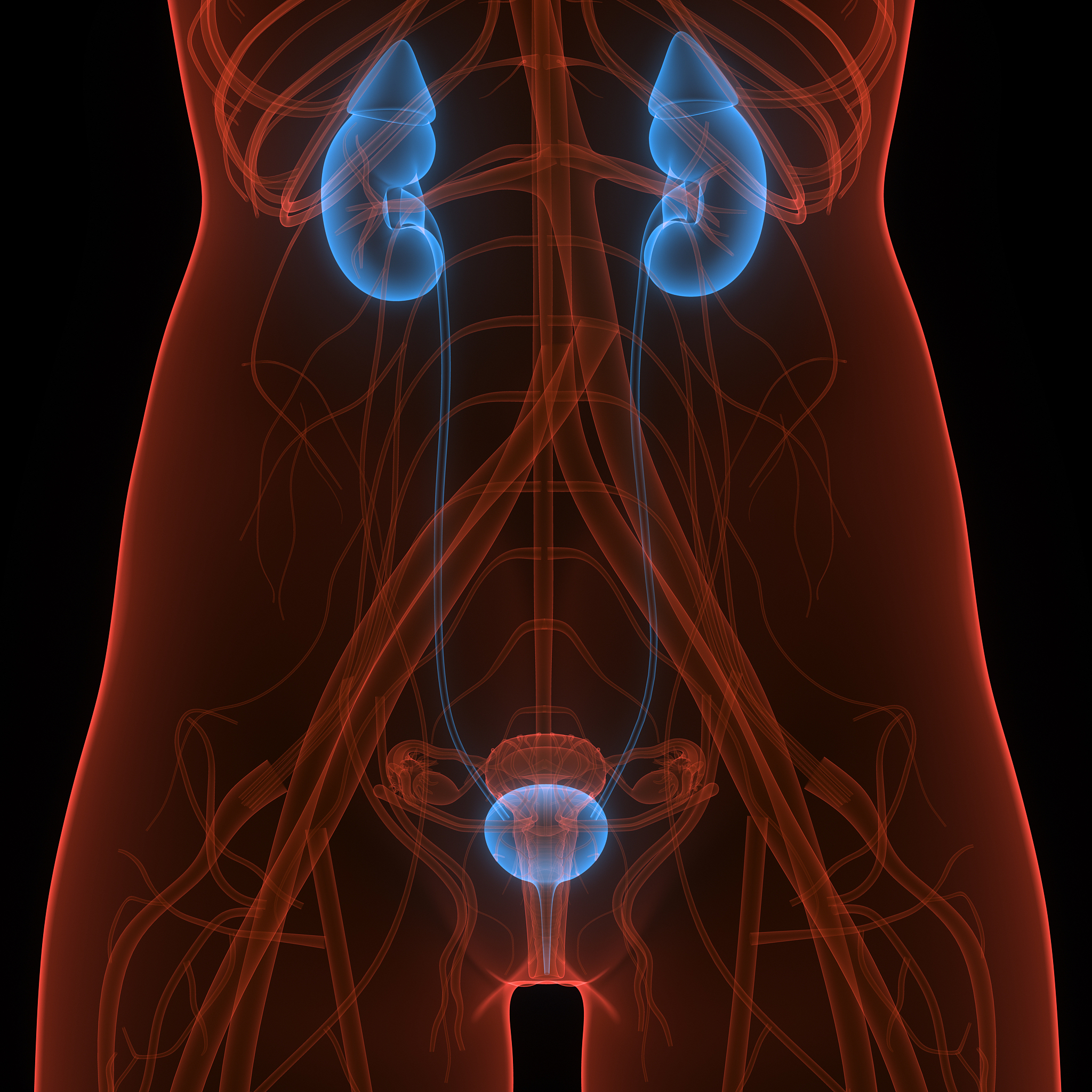 猫下泌尿道综合征的定义猫下泌尿道综合征Feline Lower Urinary Tract DiseaseFLUTD是一种常见的猫病指的是一组与猫下泌尿道相关的疾病包括膀胱炎、尿结石、尿道狭窄等。这些疾病会导致猫出现尿频、尿急、尿痛等症状严重的情况下还可能导致尿潴留和肾功能损伤。FLUTD通常发生在2-6岁的猫身上尤其是肥胖、室内饲养、缺乏运动和饮水不足的猫。继续
