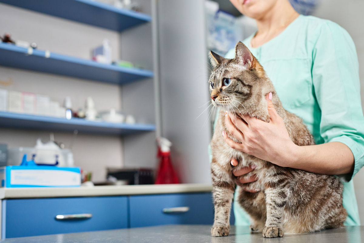 写出10条关于猫的宠物自媒体文章标题