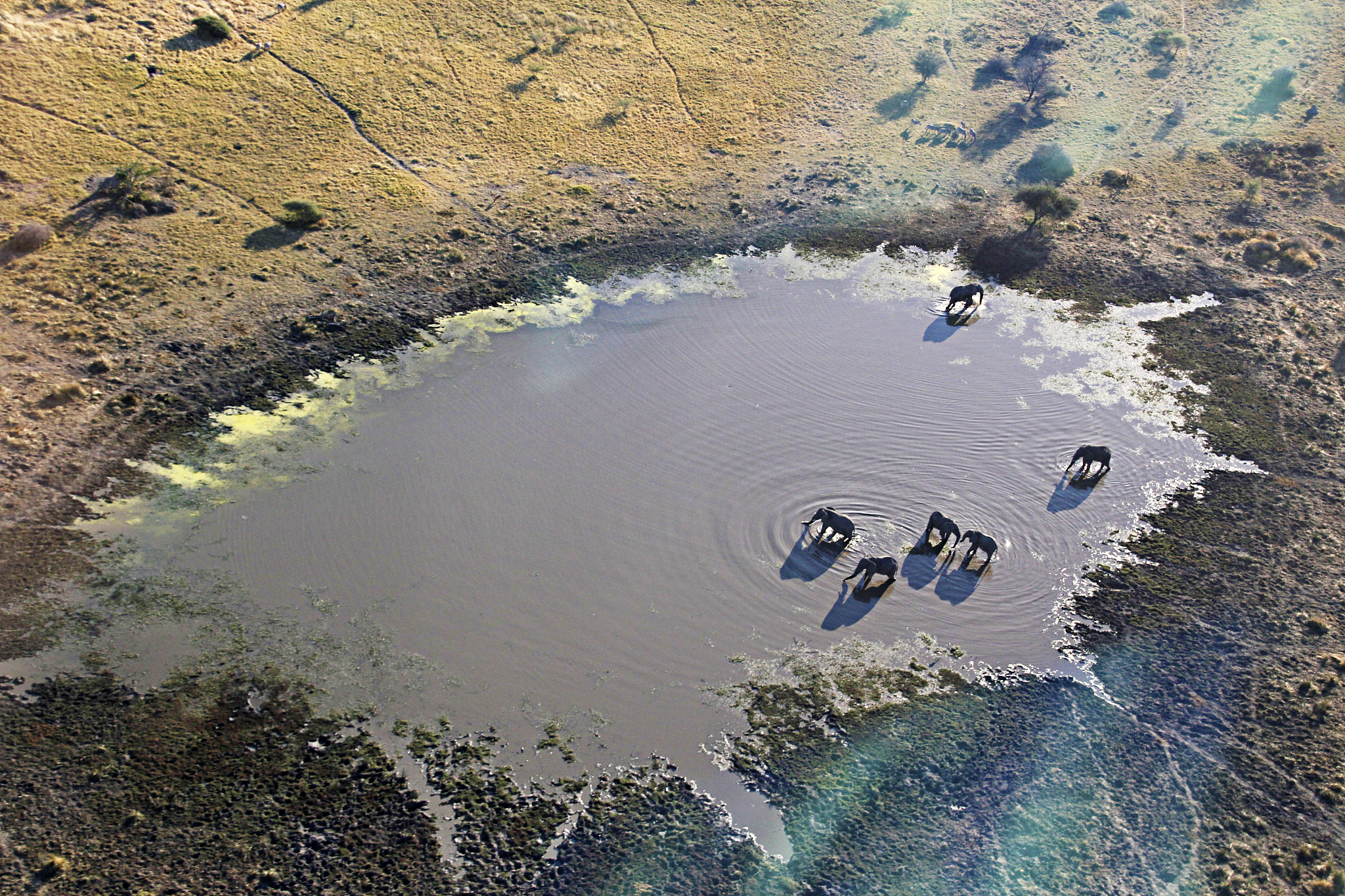 核废水排海：我，救世主？