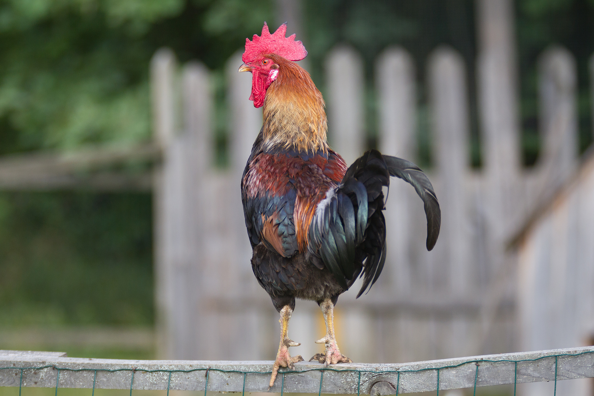 cock displays on a face