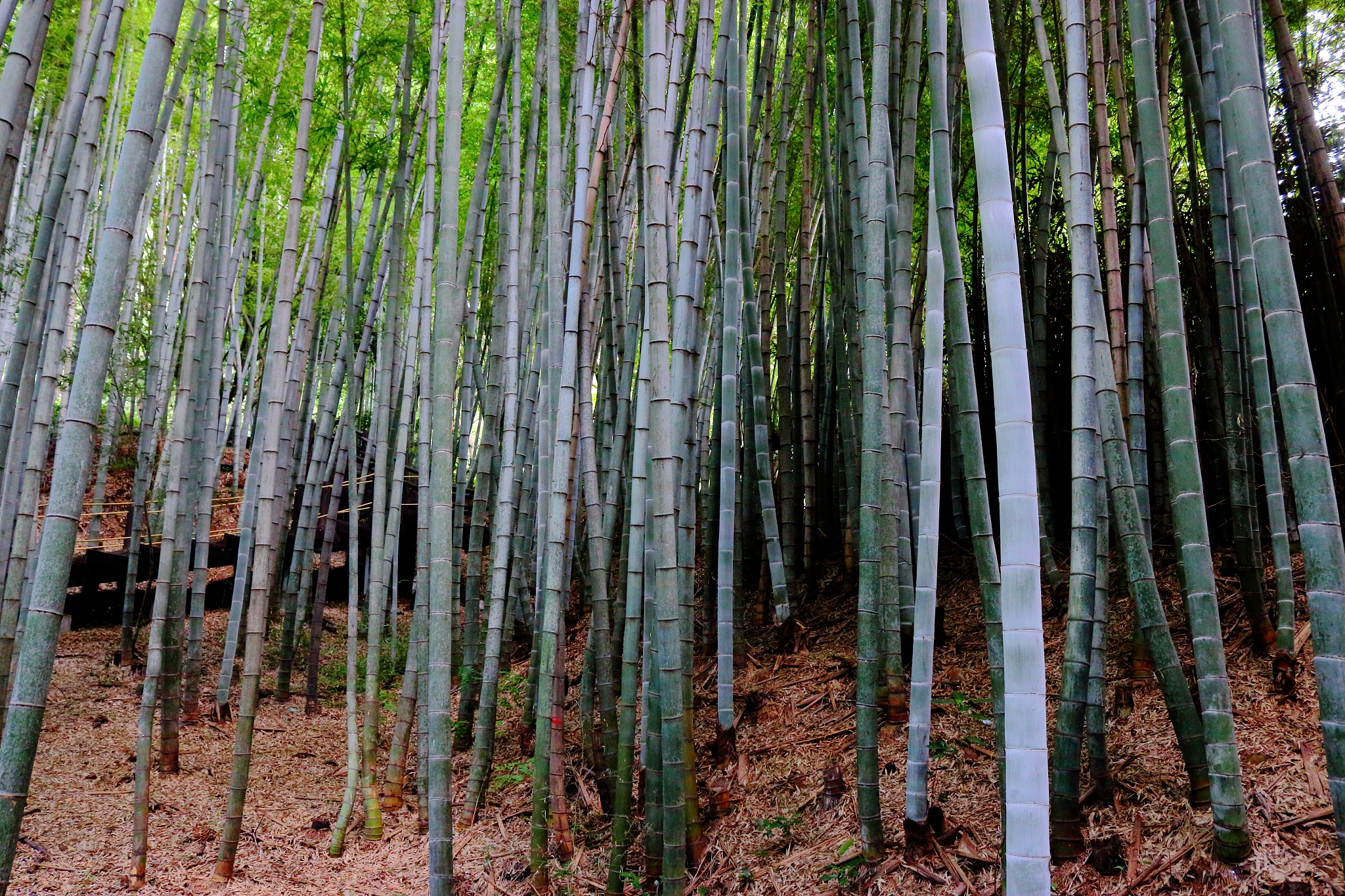 la arboretum, parks, forests, forest,