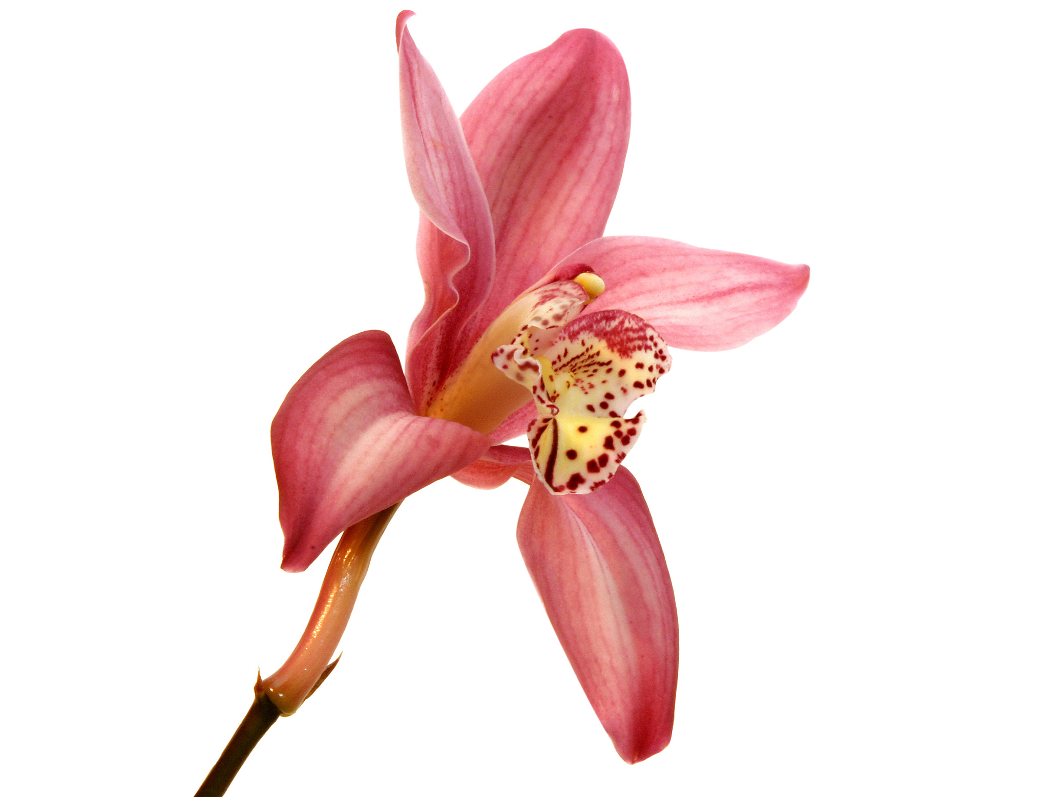 isolated orchid