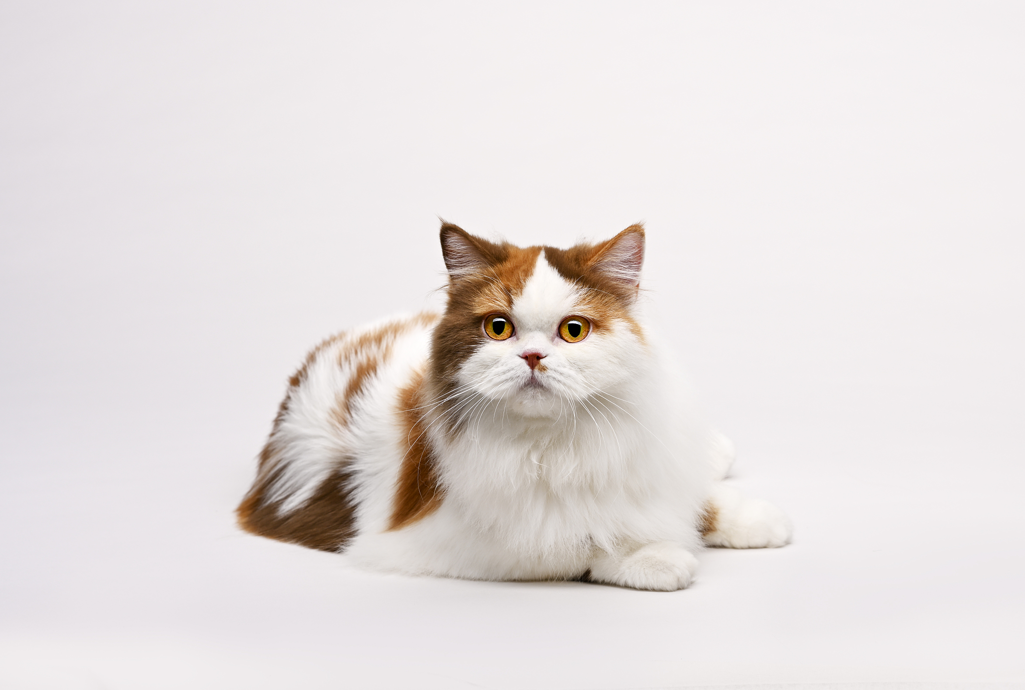 write cat names