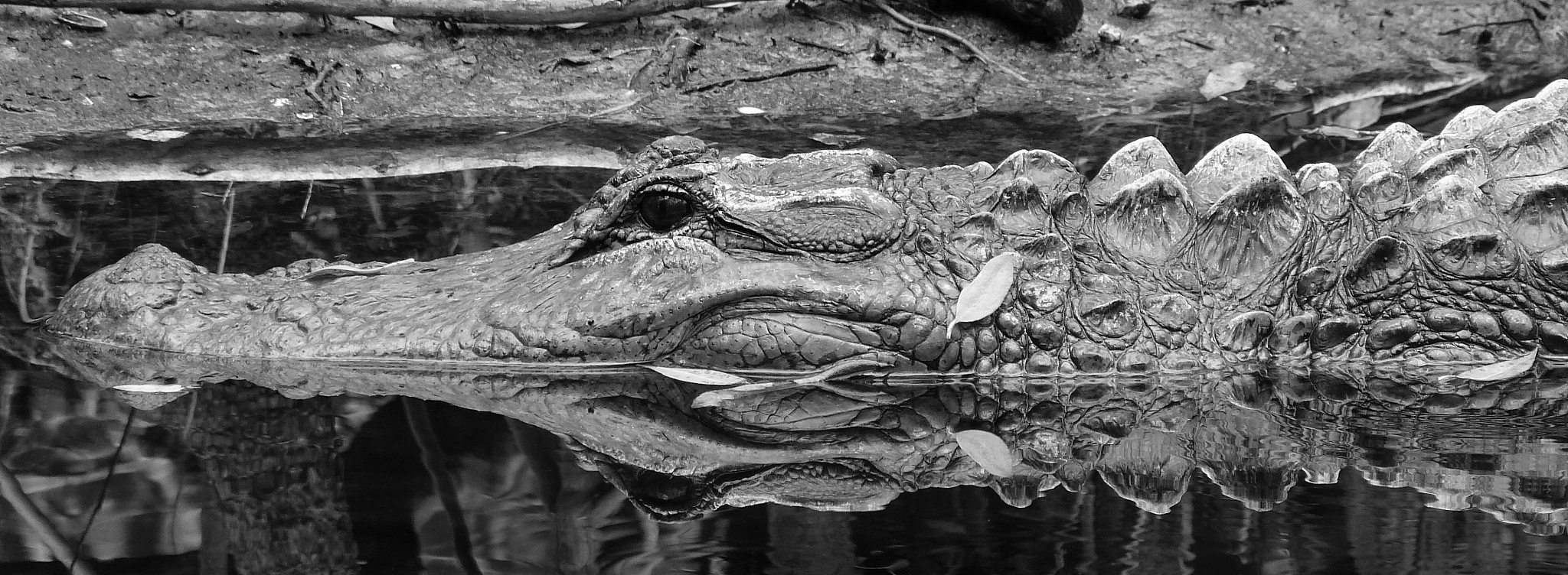 alligator reflection