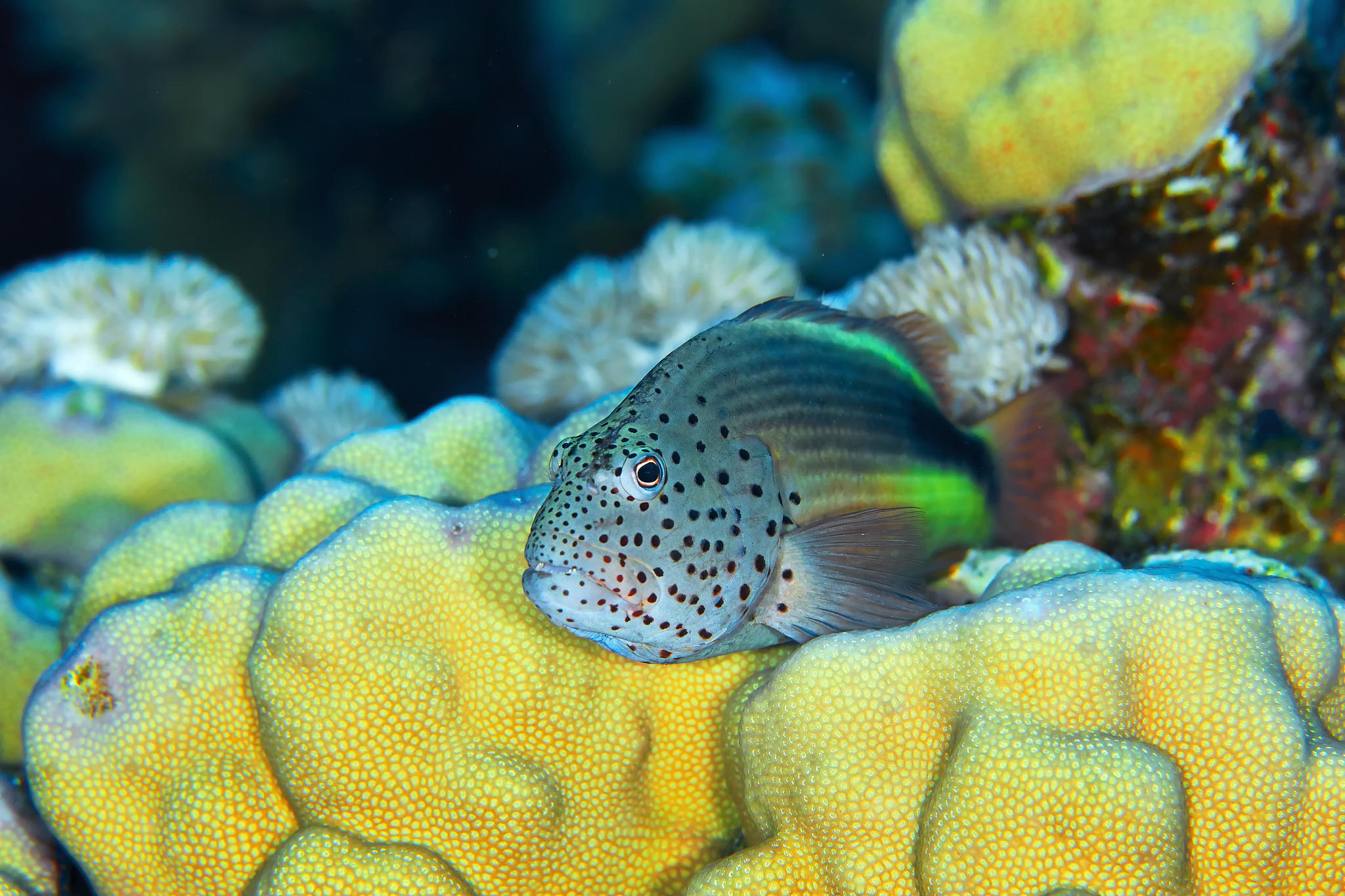 blackside hawkfish