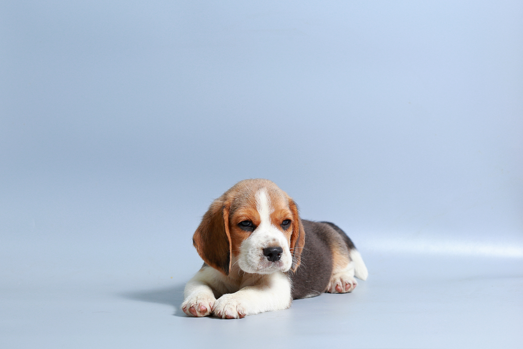 1 month pure breed beagle puppy on gray screen