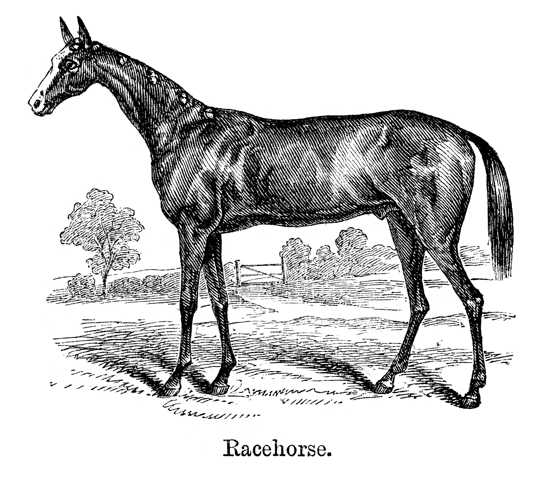 Horse Evolution: From Multi-Toed Ancestors to Modern Equines