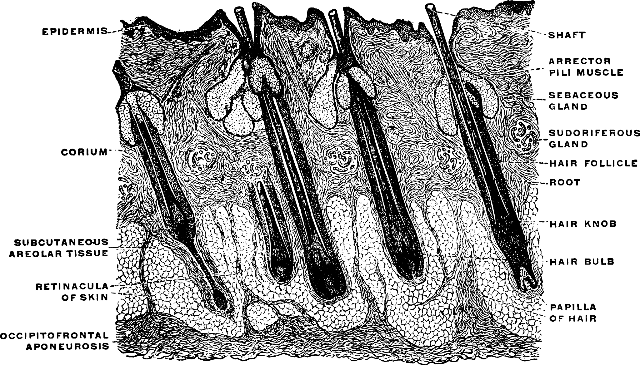 Deep Seismic Reflection Profiles Reveal Crustal Structure of the Northern Qilian Mountains-Hexi Corridor