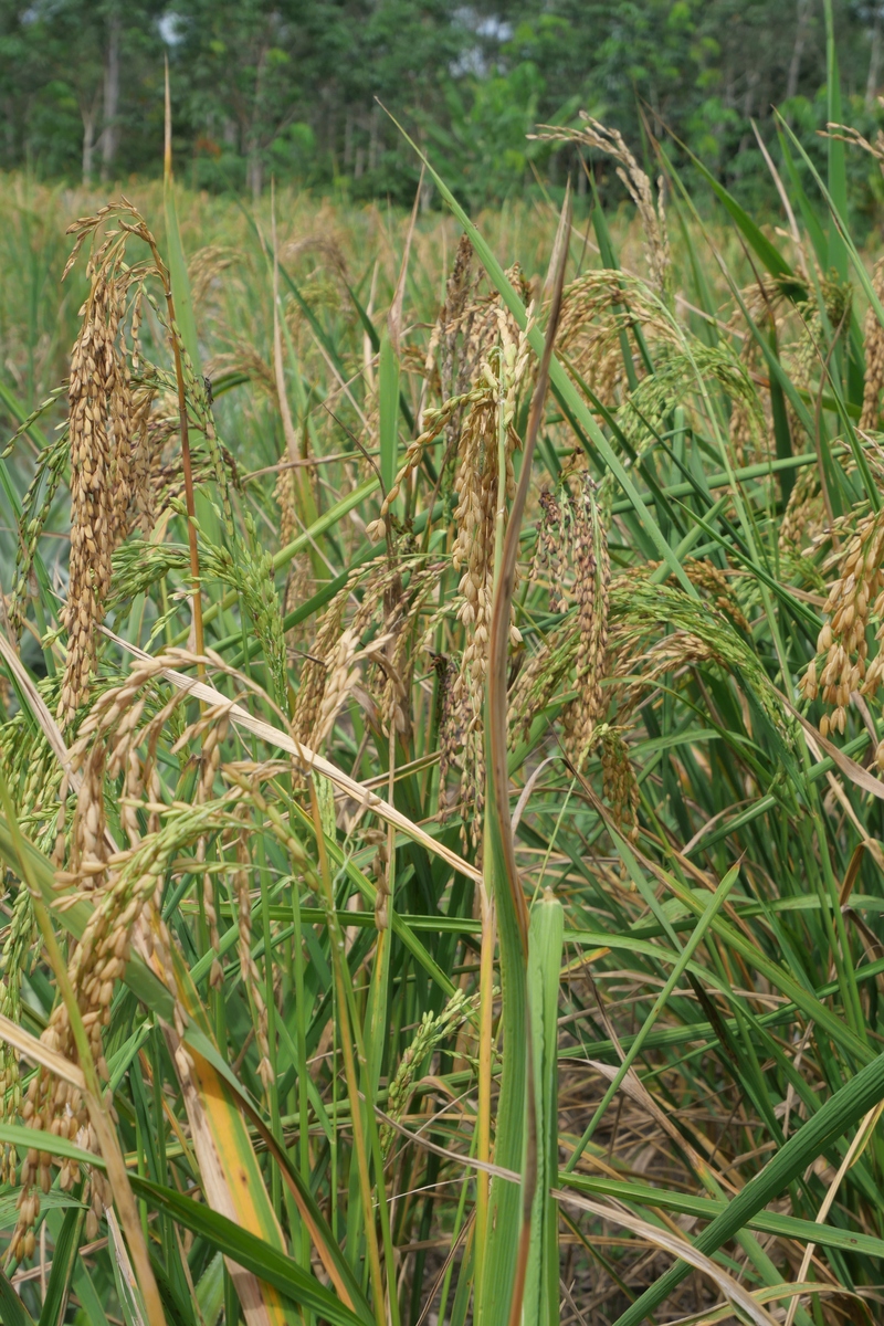 水稻常见病虫害防治研究综述