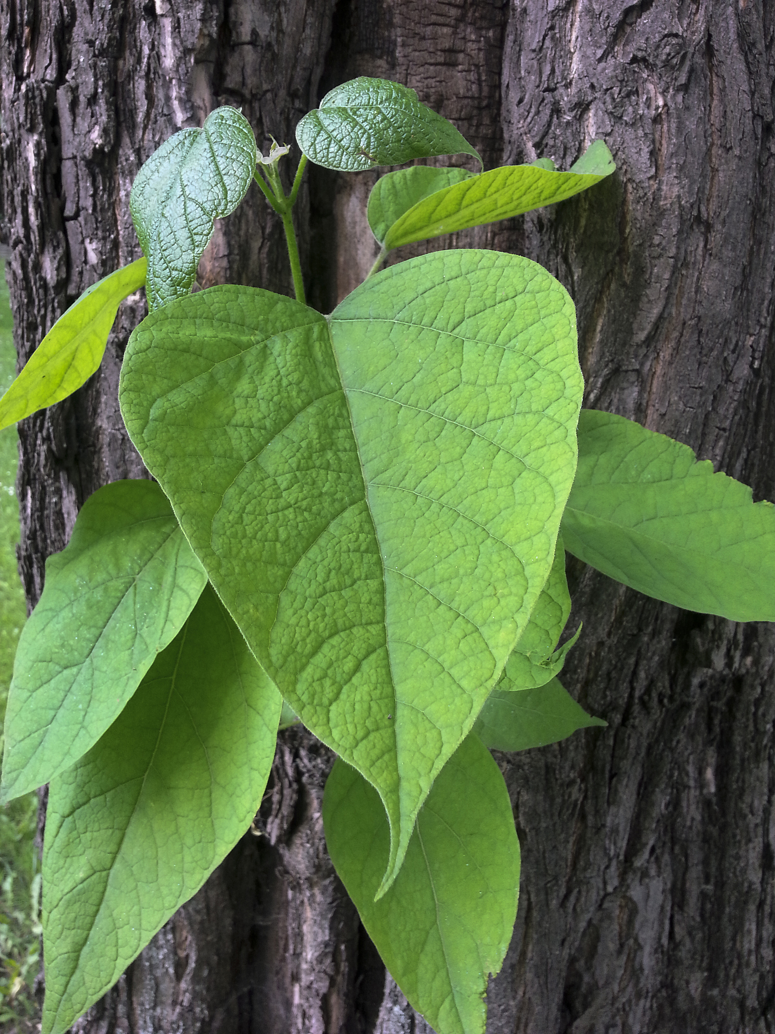 plant growing on tree trunk
