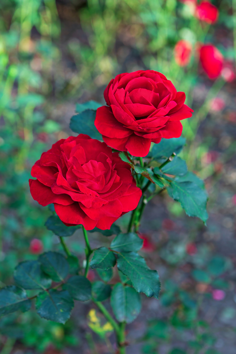 玫瑰花的发展历史