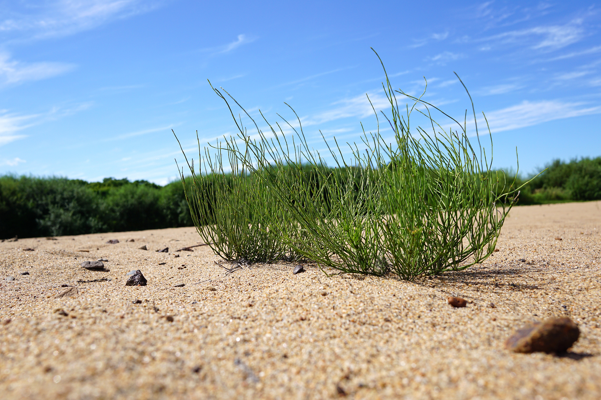 研究草麻黄论文摘要