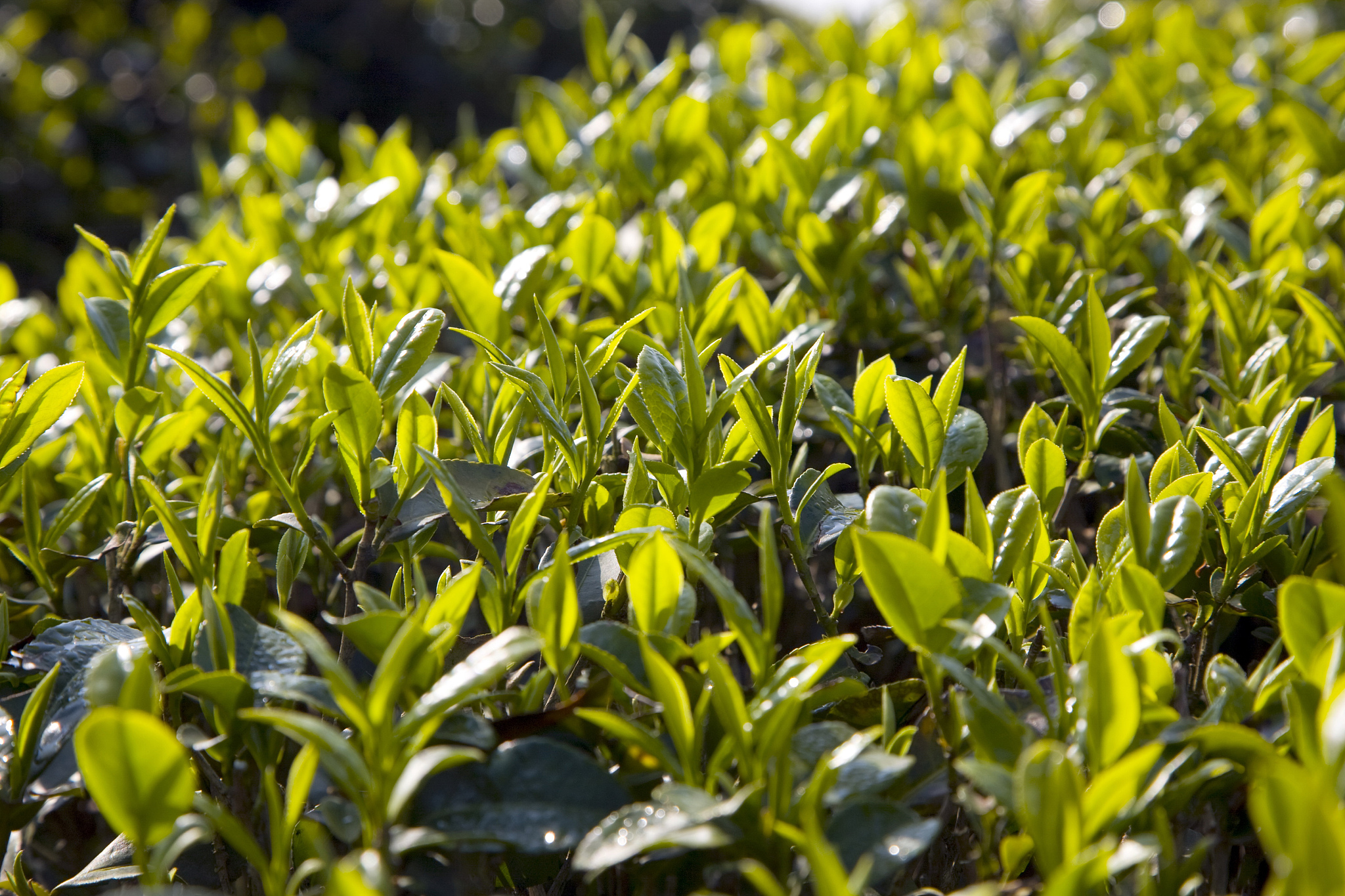 福州产的著名茶叶：武夷岩茶、铁观音、大红袍等