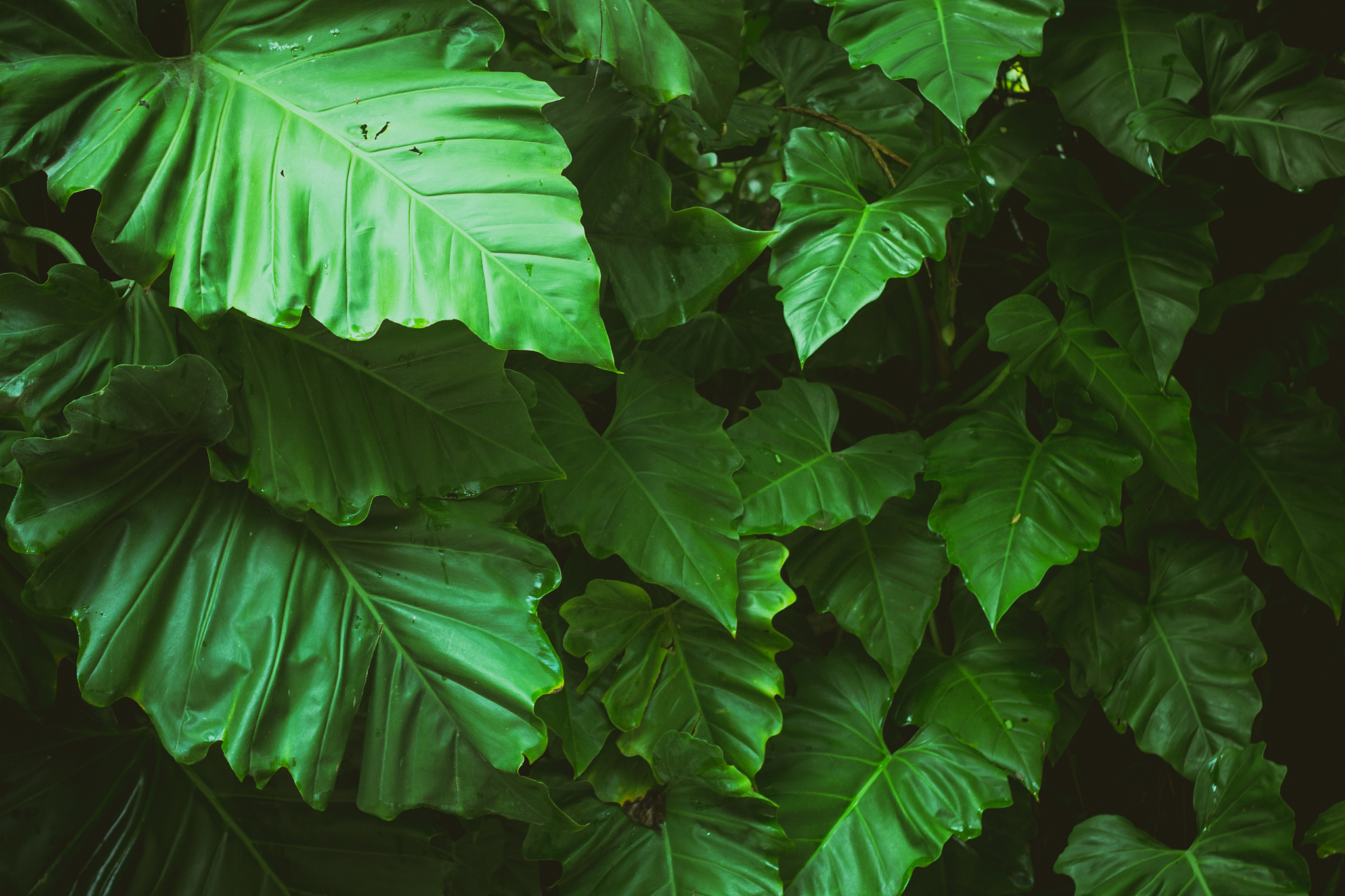 green leaves background