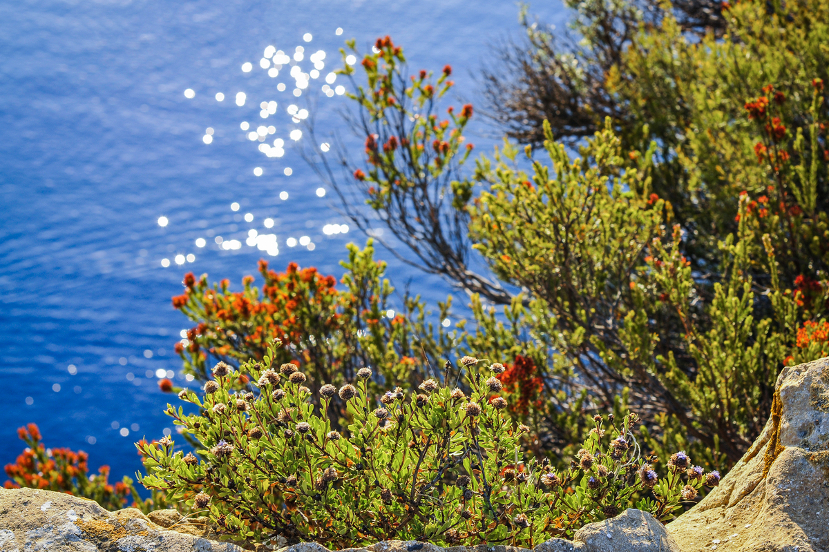 Describe a dynamic scene of a flower sea to me