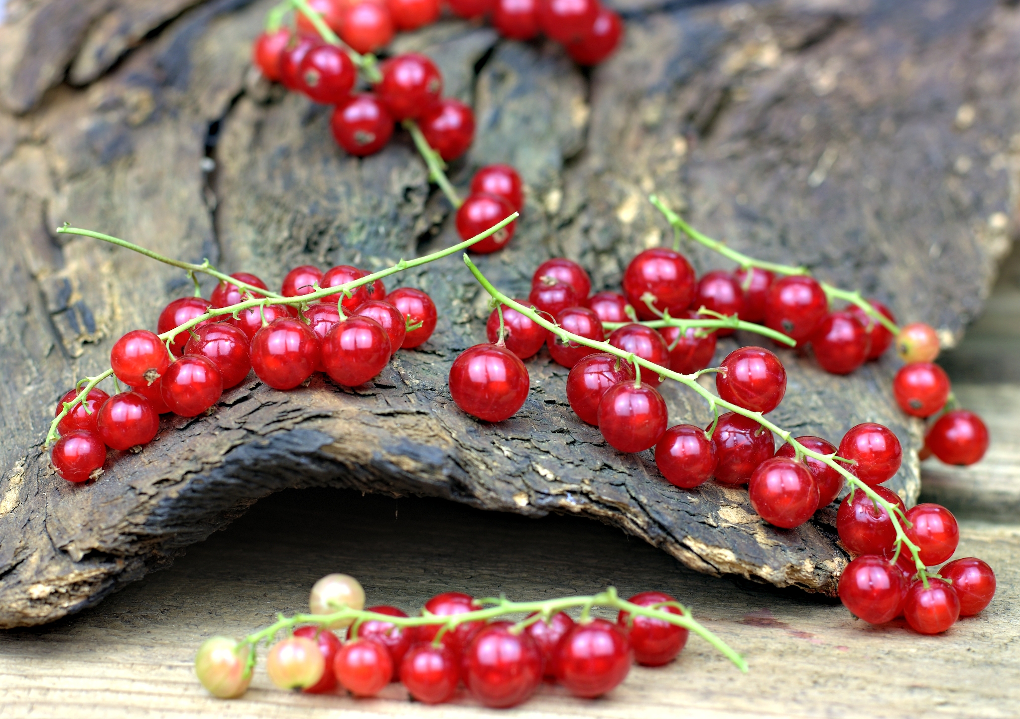 fresh,ripe and healthy red currants.