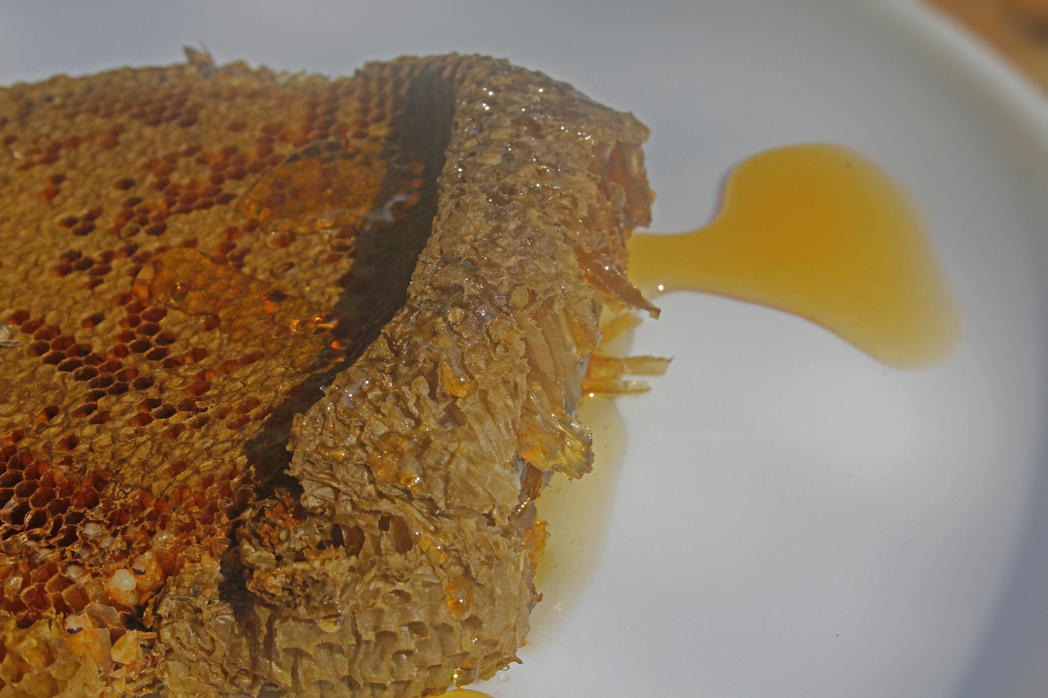 honey drip from honeycomb