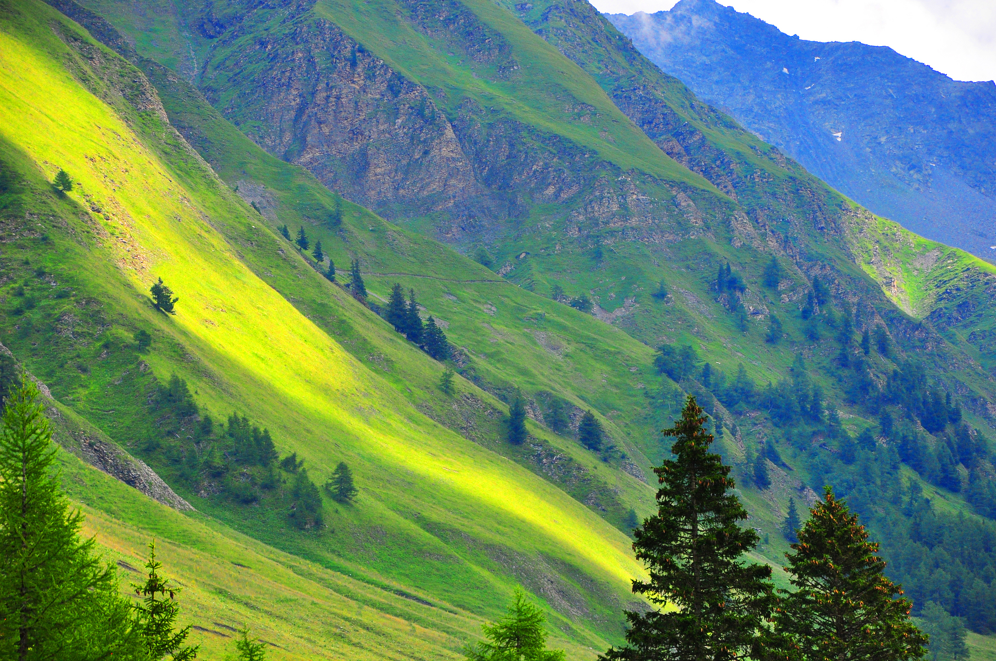 mountain meadows