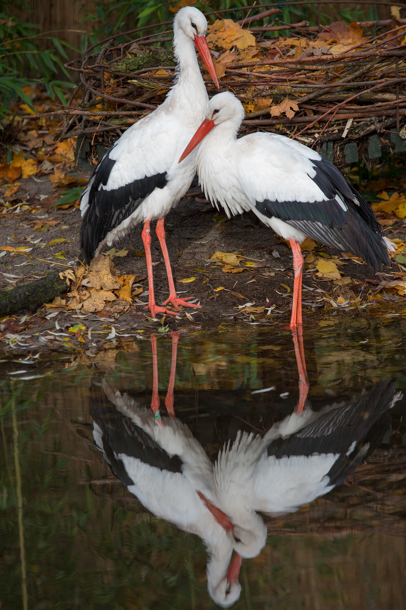 一台鹤大概多少钱