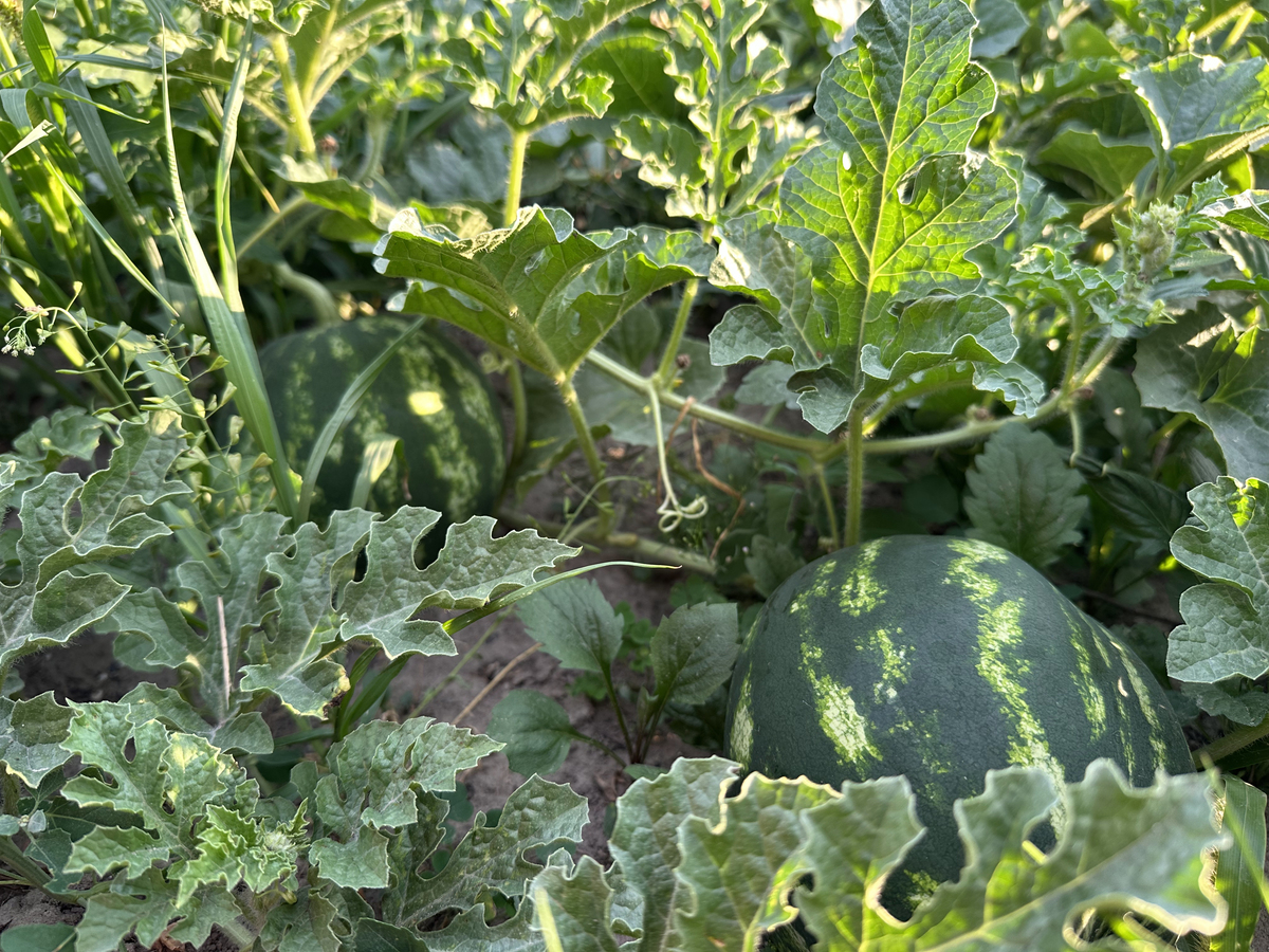 7月份种西瓜能结果吗？专家告诉你种植技巧