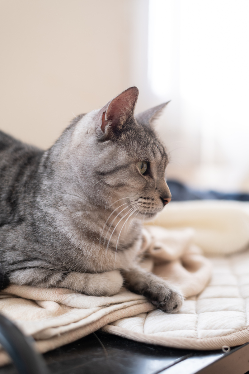 😻爆火！10个超萌猫咪标题，铲屎官必看！