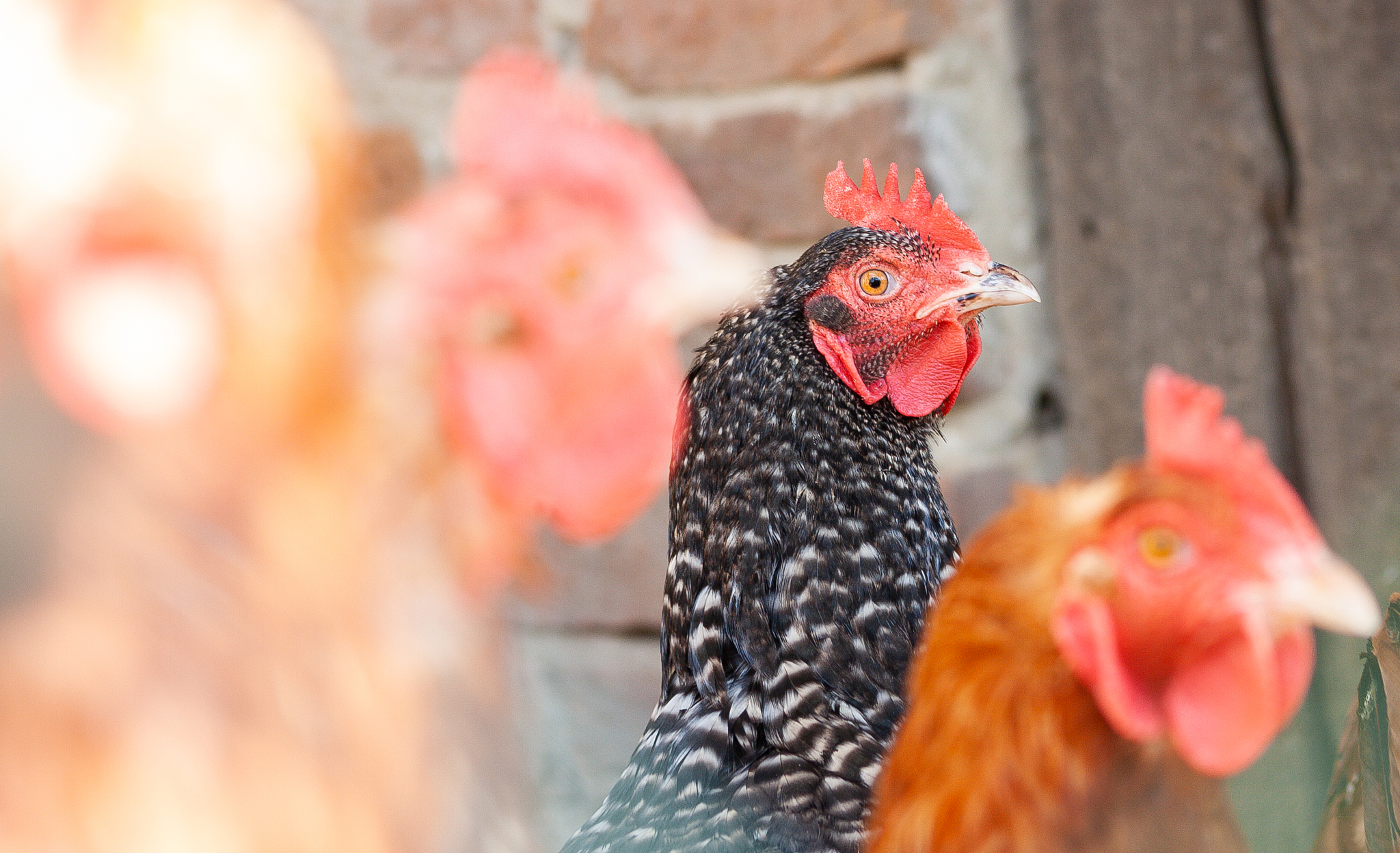 chicken head in farm. animal head. bird on agriculture.