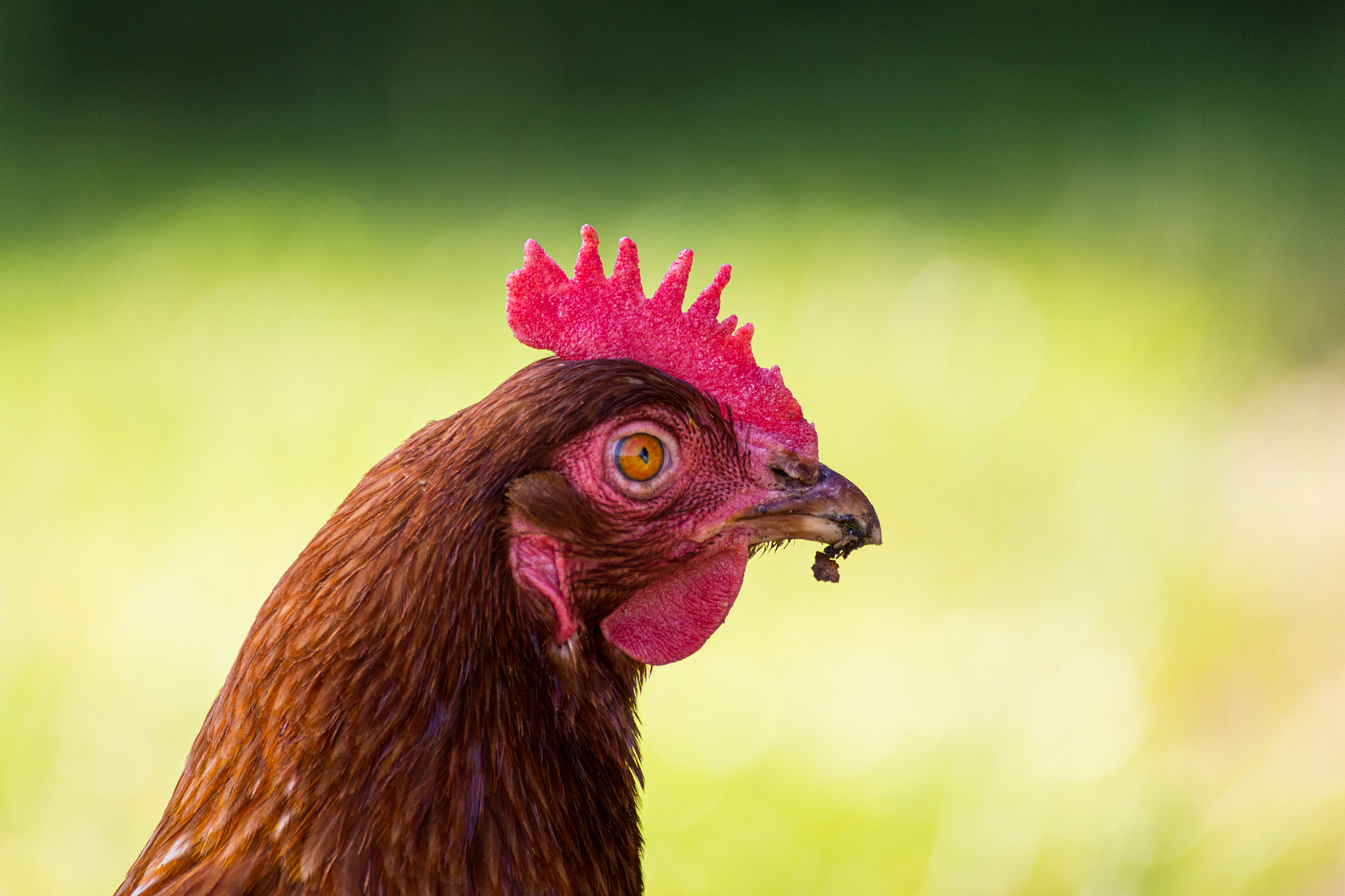 chicken