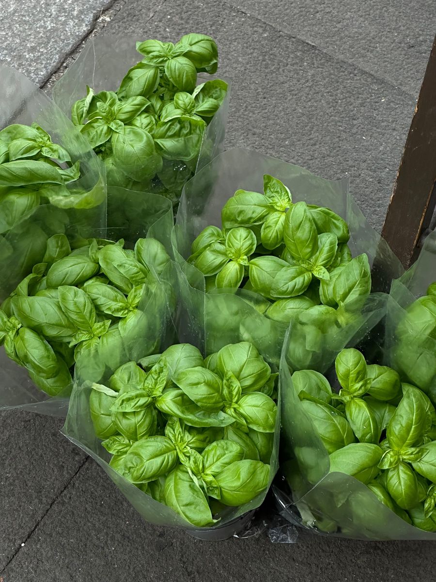 如何保存绿叶菜一个月