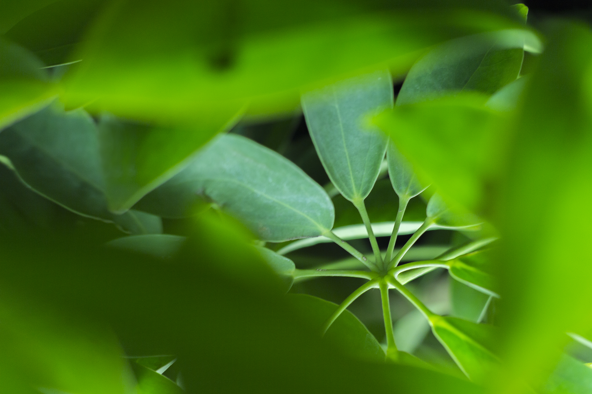 green leaves background